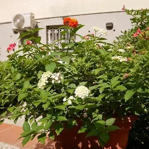 House With Garden And Parking Space In Mergellina Napoli